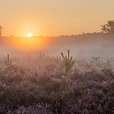 Sunrise at the heathlands
